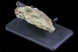Tyrannosaur Tooth In Rock With Metal Stand - Montana #73392-4